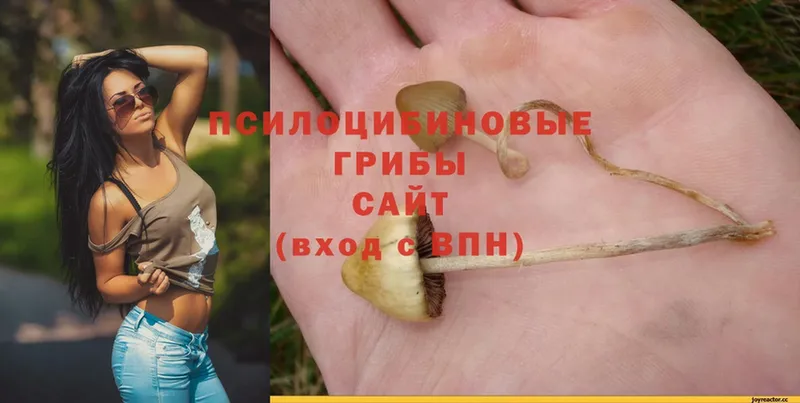 Псилоцибиновые грибы MAGIC MUSHROOMS  хочу наркоту  Бокситогорск 